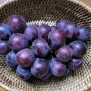 자옥농장 이미지