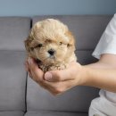 Mr.독 이미지