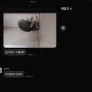 158 | 냥줍 158일차 후기