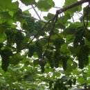 정영수농장 이미지