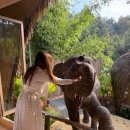 코끼리 환경 | 태국 치앙마이 신상 고급 호텔 추천 아침 코끼리 모닝콜 라줄라 리조트 내돈내산 솔직 후기