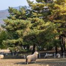 환영목장 이미지