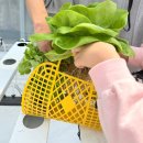 사계절농장 | 강릉 사계절 체험가능한 강릉체험농장 스마트팜에서 채소수확하기