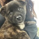 용인시 동물보호센터 | 용인시 동물보호센터 유기견 입양과정과 절차, 입양상담 필수