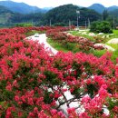 백일홍명품길 이미지