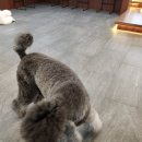 언어심리학 | 강아지 언어 몸짓언어 애견행동심리학 배운 후기