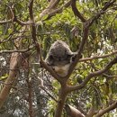 군산항7부두운영(주) | 부모님과 호주 시드니 타롱가주 입장권 동물원 추천 내돈내산 후기