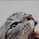테이펫