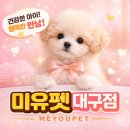 창녕축협동물병원 | 창녕애견분양 찾는 분들이 마지막에 결정하는 포인트는 따로 있습니다