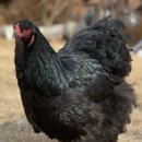 관상농장 이미지