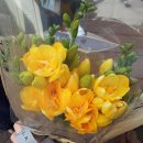 프리지아 B 이미지