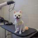 모모애견샵 이미지