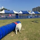 빙글빙글 큐브교실 | 서산시 해뜨는반려동물페스티벌1회 후기/ 이웅종소장님 강연 /강아지 수영장
