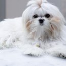 미사서울동물병원 이미지