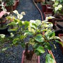 동백농원 이미지