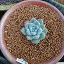 핑크바니 이미지