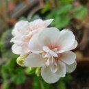 꽃무리 뜸 이미지