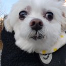 늘 사랑스럽개 이미지