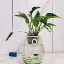 아쿠아플랜트