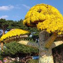 2025. 10월 유림공원 국화축제시 2 이미지