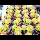 세진농장 이미지