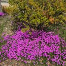 패랭이공원 이미지