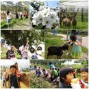 사슴이랑 배랑 농원 | 사슴이랑 배랑농원 첫 이벤트 ....★