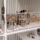 안녕고양이 이미지