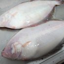 신안홍어 이미지