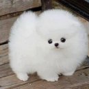 똥강아지 이미지