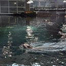 사천관광호텔 주식회사 | 사천 볼거리 아라마루 아쿠아리움 할인 슈빌 하마 관람시간 정보