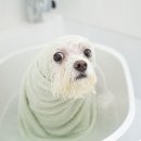 스위프트살롱 이미지