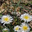 토종 흰민들레 -발송 이미지