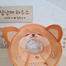 삐노 | 강아지 넥카라 드림베이스 초경량 소형 강아지 깔대기