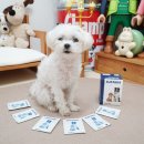 저스트벳 동물병원 | 강아지변비 설사 관리 벳플러스 서스테인 유산균 급여후기