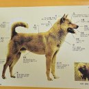 한국진돗개육종연구소 이미지