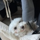 살롱드도만 | 김포운양동애견미용 추천 기본 미용에 마사지까지 해주는 살롱드도만 미용 후기