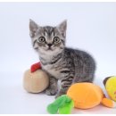 영동동물병원 | 영동고양이 아메리칸숏헤어 분양 대전 동양 애견에서 바로 입양했어요