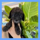 수원강아지분양 드림독 안심분양센터 수원점 | 수원강아지분양 드림독 안심분양센터