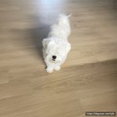 또루밍 | [평택] 강아지 애견 미용샵 &lt;또루밍&gt;