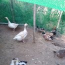 영우농장 이미지