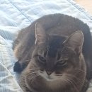 지장고공인중개사사무소 | 다다음주에 랩 출근해야 하는데 집이 없어