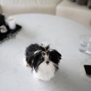 퍼피데일리 이미지