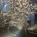 GS더프레시천안점 | 밤이 되면 더 반짝이는 천안 원성천 벚꽃길, 지금이 딱이에요 (주차팁)