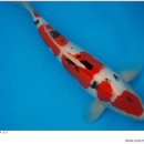 코이(Koi)