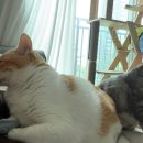 이란성쌍둥이 21~24주차 증상/정밀 초음파/쌍둥이 태아보험 /황금중기 아니고 중기지옥^^../임당 검사 후기