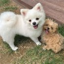 부산강아지분양 퍼피룸 이미지