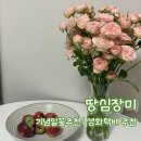 오늘나의선물꽃카페 | [땅심장미] 싱그러움 가득한 땅심장미 | 생화택배 인테리어 대성공 후기 🌹| 기념일꽃 추천