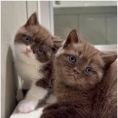 달냥이