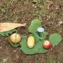 야시대농장 이미지